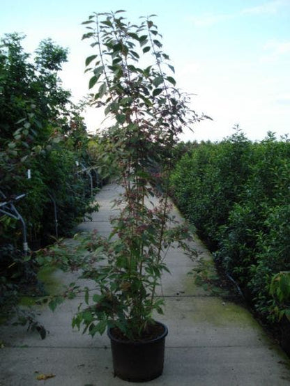  Schoonvrucht (Callicarpa Bodinieri 'Profusion')