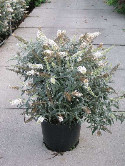  Vlinderstruik (Buddleja 'White Ball')