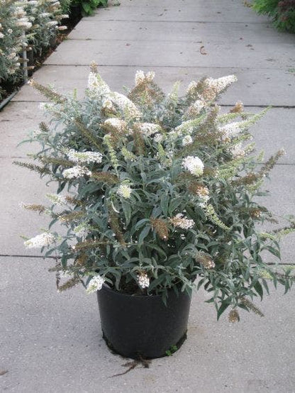  Vlinderstruik (Buddleja 'White Ball')