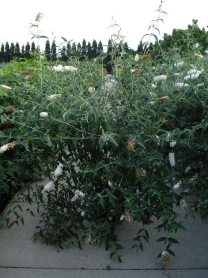  Vlinderstruik (Buddleja Davidii 'White Profusion')