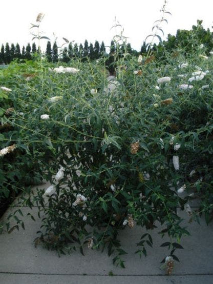  Vlinderstruik (Buddleja Davidii 'White Profusion')