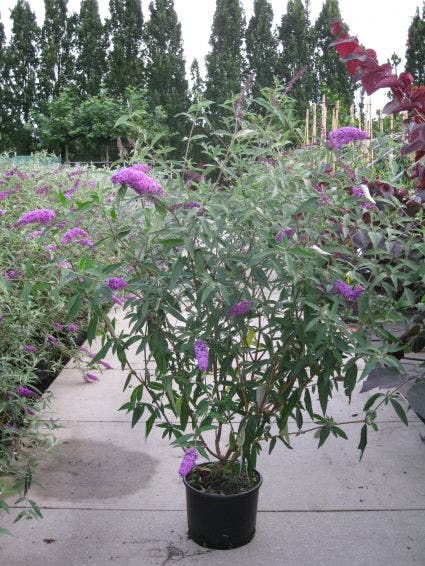  Vlinderstruik (Buddleja Davidii 'Pink Delight')