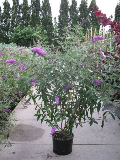  Vlinderstruik (Buddleja Davidii 'Pink Delight')
