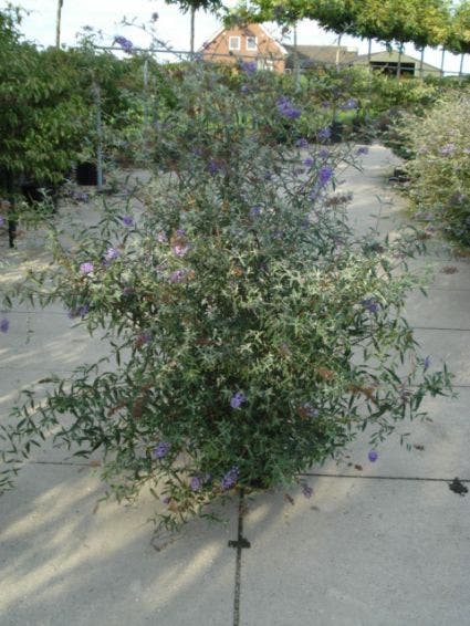  Vlinderstruik (Buddleja Davidii 'Nanho Blue')