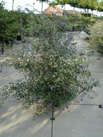  Vlinderstruik (Buddleja Davidii 'Nanho Blue')
