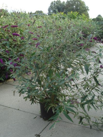  Vlinderstruik (Buddleja Davidii 'Ille De France')