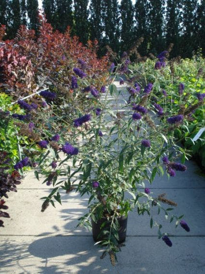  Vlinderstruik (Buddleja Davidii 'Black Knight')