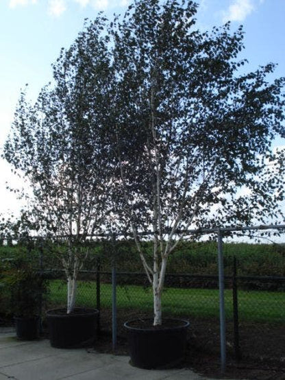  Witte Berk (Betula Utilis 'Doorenbos')