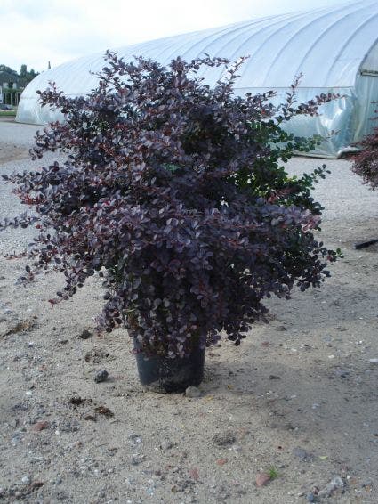 Zuurbes (Berberis Thunbergii 'Atropurpurea')