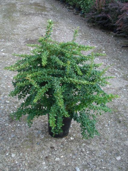  Zuurbes (Berberis Thunbergii)