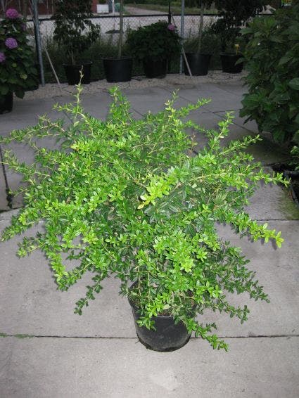  Zuurbes (Berberis Julianae)