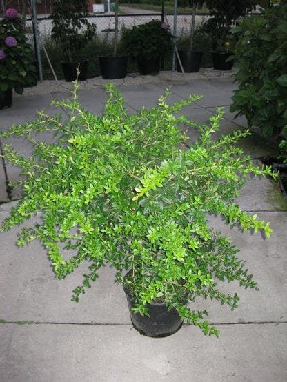  Zuurbes (Berberis Julianae)
