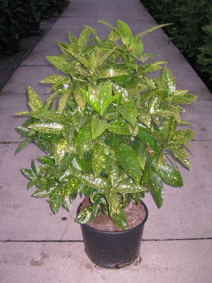  Broodboom (Aucuba Japonica 'Variegata')