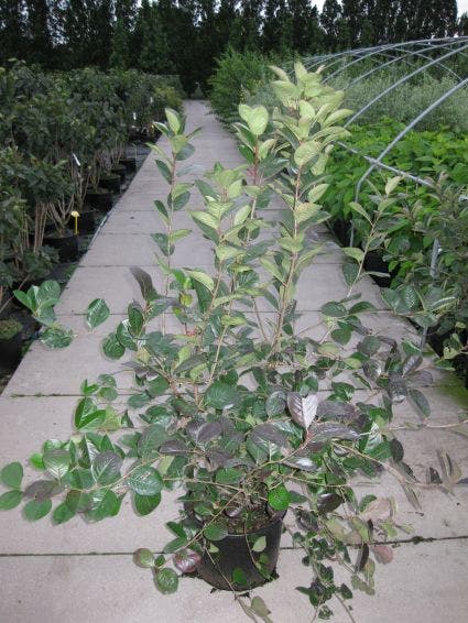  Appelbes (Aronia Prunifolia 'Viking')