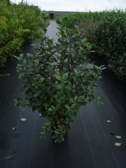  Appelbes (Aronia Melanocarpa)