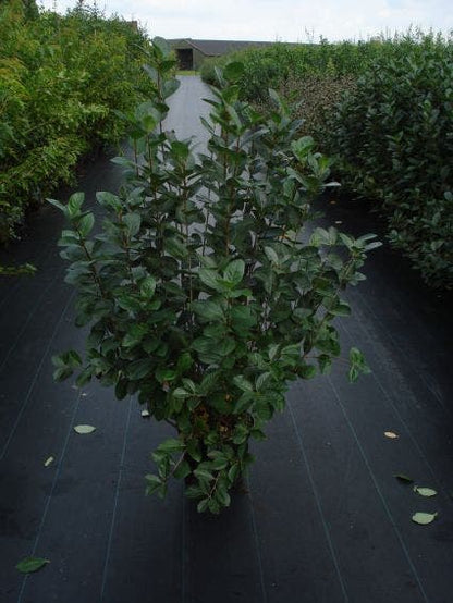 Appelbes (Aronia Melanocarpa)