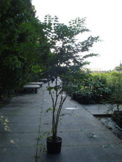  Duivelswandelstok (Aralia Elata)