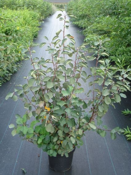  Dwerg Krentenboompje (Amelanchier Spicata) 