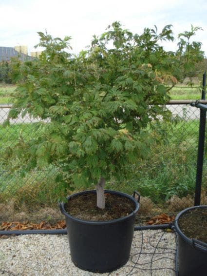  Japanse Esdoorn (Acer Japonicum 'Aconitifolium')