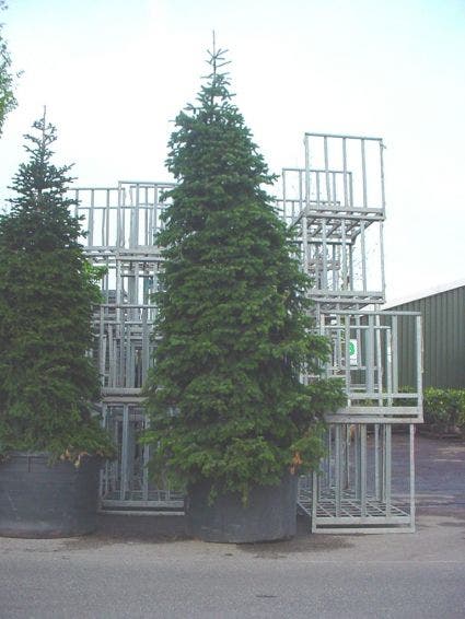  Nordmann-spar (Abies Nordmanniana)