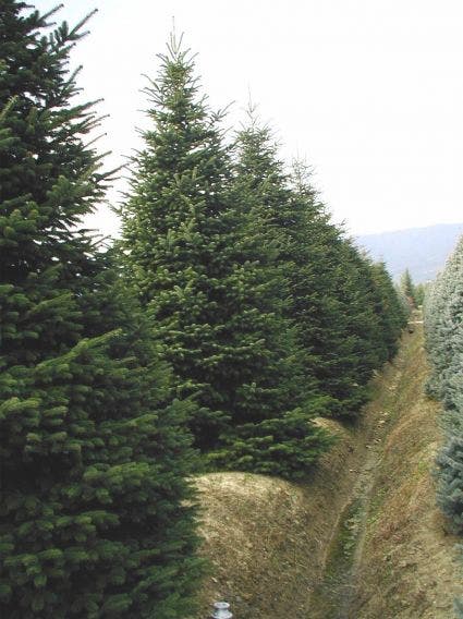  Nordmann-spar (Abies Nordmanniana)