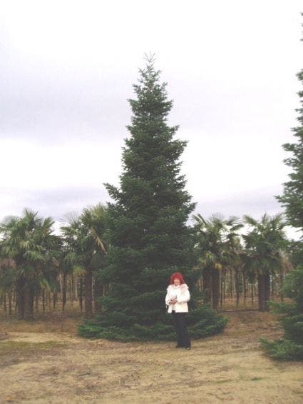  Nordmann-spar (Abies Nordmanniana)