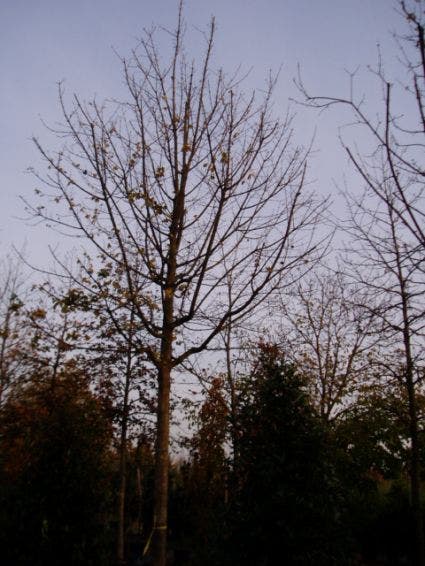  Spaanse Aak (Acer Campestre)