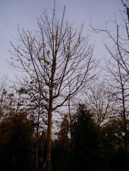  Spaanse Aak (Acer Campestre)