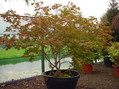  Japanse Esdoorn (Acer Japonicum 'Aconitifolium')