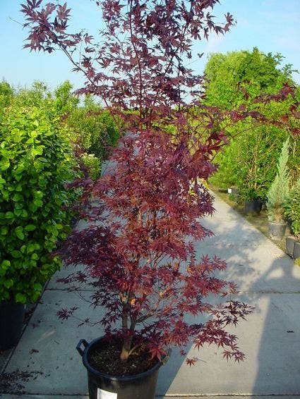  Japanse Esdoorn (Acer Palmatum 'Atropurpureum')