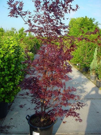  Japanse Esdoorn (Acer Palmatum 'Atropurpureum')