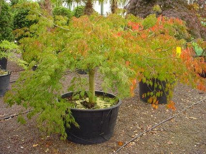 Japanse Esdoorn (Acer Palmatum 'Dissectum')