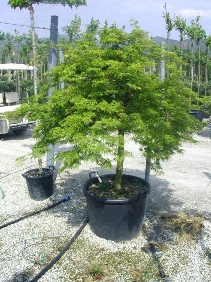  Japanse Esdoorn (Acer Palmatum 'Dissectum')