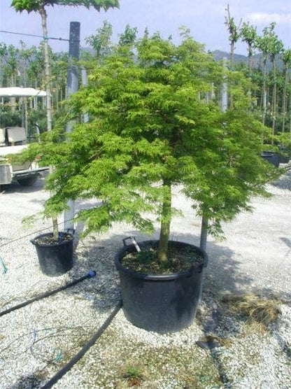  Japanse Esdoorn (Acer Palmatum 'Dissectum')