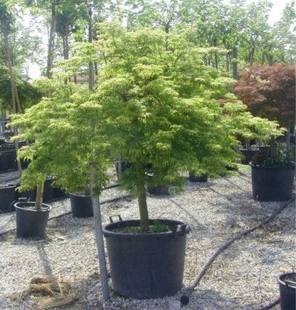  Japanse Esdoorn (Acer Palmatum 'Dissectum')