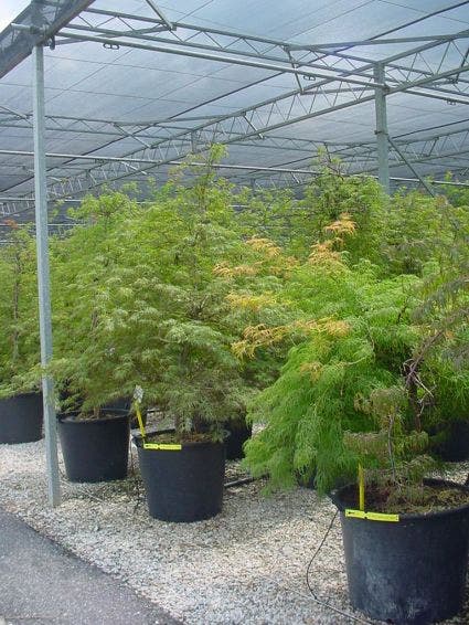  Japanse Esdoorn (Acer Palmatum 'Dissectum')