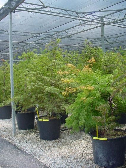  Japanse Esdoorn (Acer Palmatum 'Dissectum')