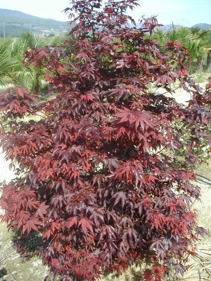  Japanse Esdoorn (Acer Palmatum 'Fireglow')
