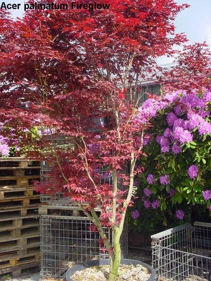  Japanse Esdoorn (Acer Palmatum 'Fireglow')