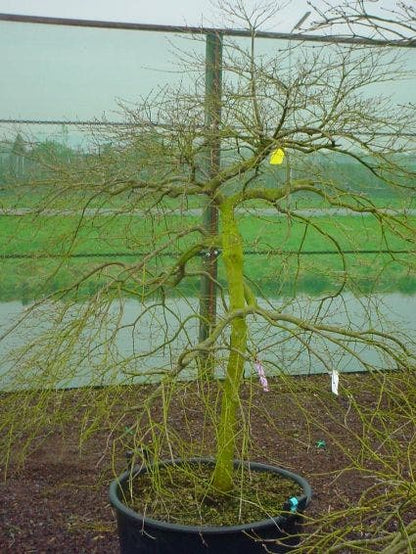  Japanse Esdoorn (Acer Palmatum 'Ornatum')