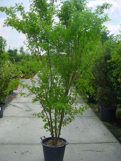  Japanse Esdoorn (Acer Palmatum)
