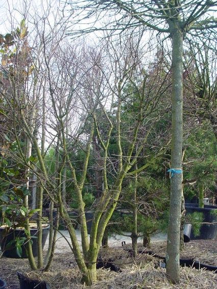  Japanse Esdoorn (Acer Palmatum)
