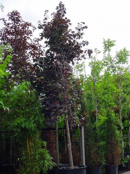  Rode Esdoorn (Acer Platanoides 'Crimson King')