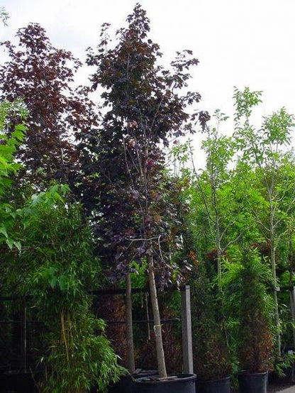  Rode Esdoorn (Acer Platanoides 'Crimson King')