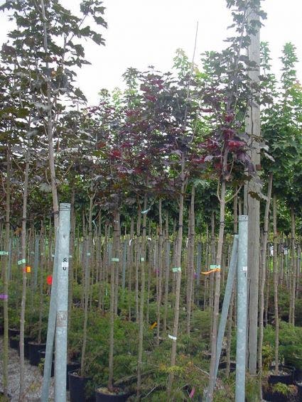  Rode Esdoorn (Acer Platanoides 'Crimson King')