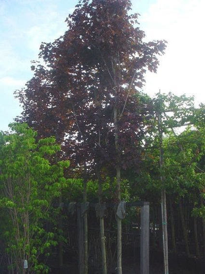 Rode Esdoorn (Acer Platanoides 'Crimson King')