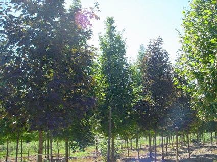  Rode Esdoorn (Acer Platanoides 'Crimson King')