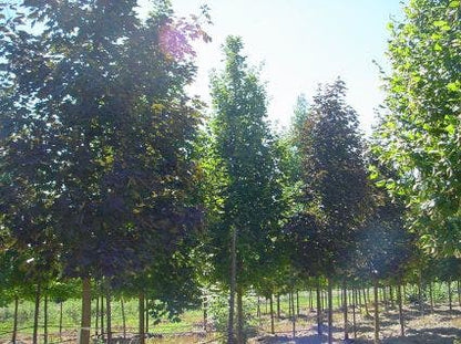  Rode Esdoorn (Acer Platanoides 'Crimson King')