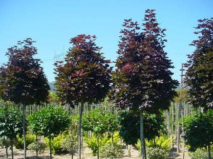  Noorse Esdoorn (Acer Platanoides 'Crimson Sentry')
