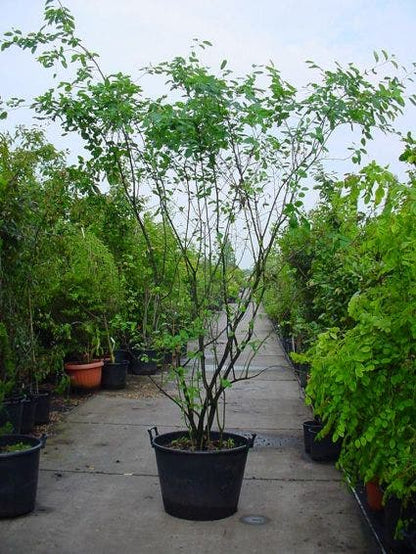  Krentenboom Als Struik (Amelanchier Lamarckii)